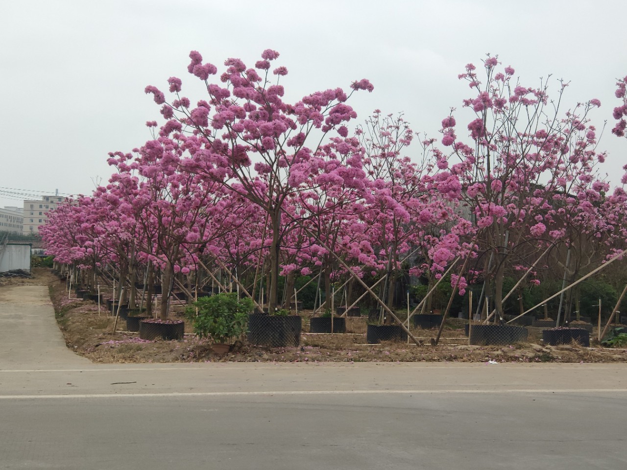 201供应嫁接多花紫花风铃木樱花风铃45米高嫁接树花色纯正
