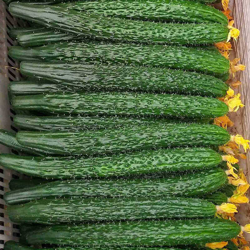 新鲜蔬菜金童玉女小黄瓜5斤现摘水果拇指黄瓜吃嫩小青瓜-报价