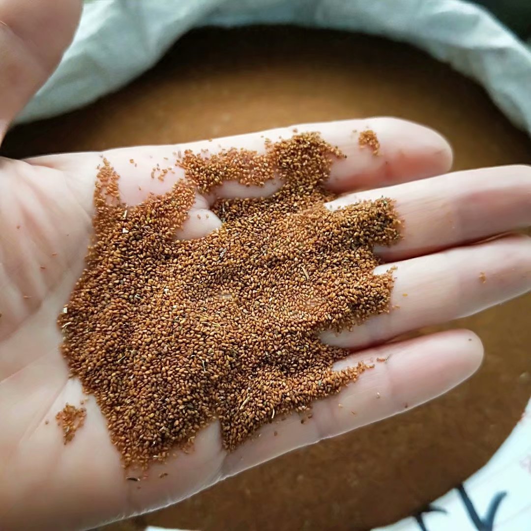 中药材葶苈子 每件500克