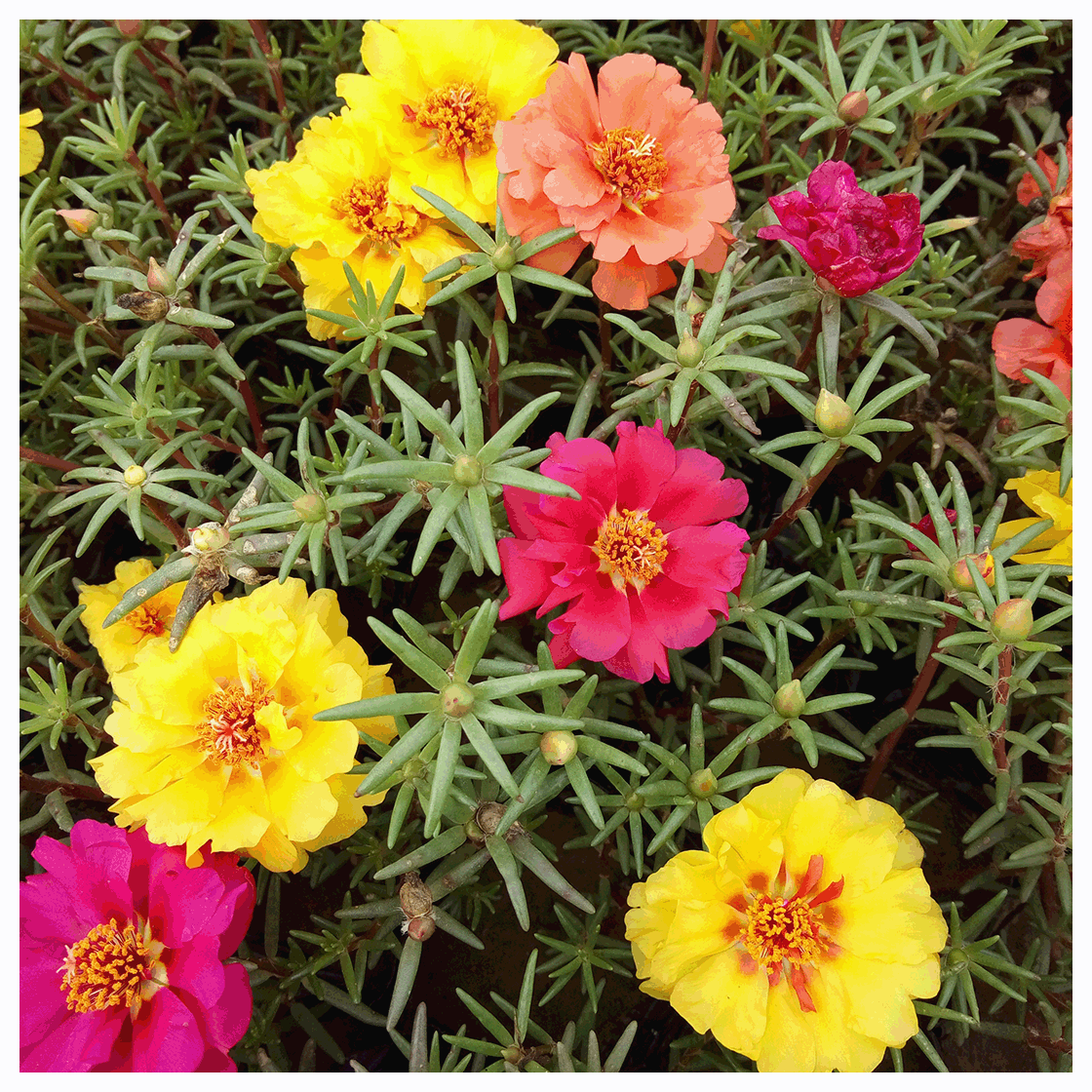 太阳花 半枝莲夏季耐热时令花卉品种全 颜色艳绿化租摆太阳花