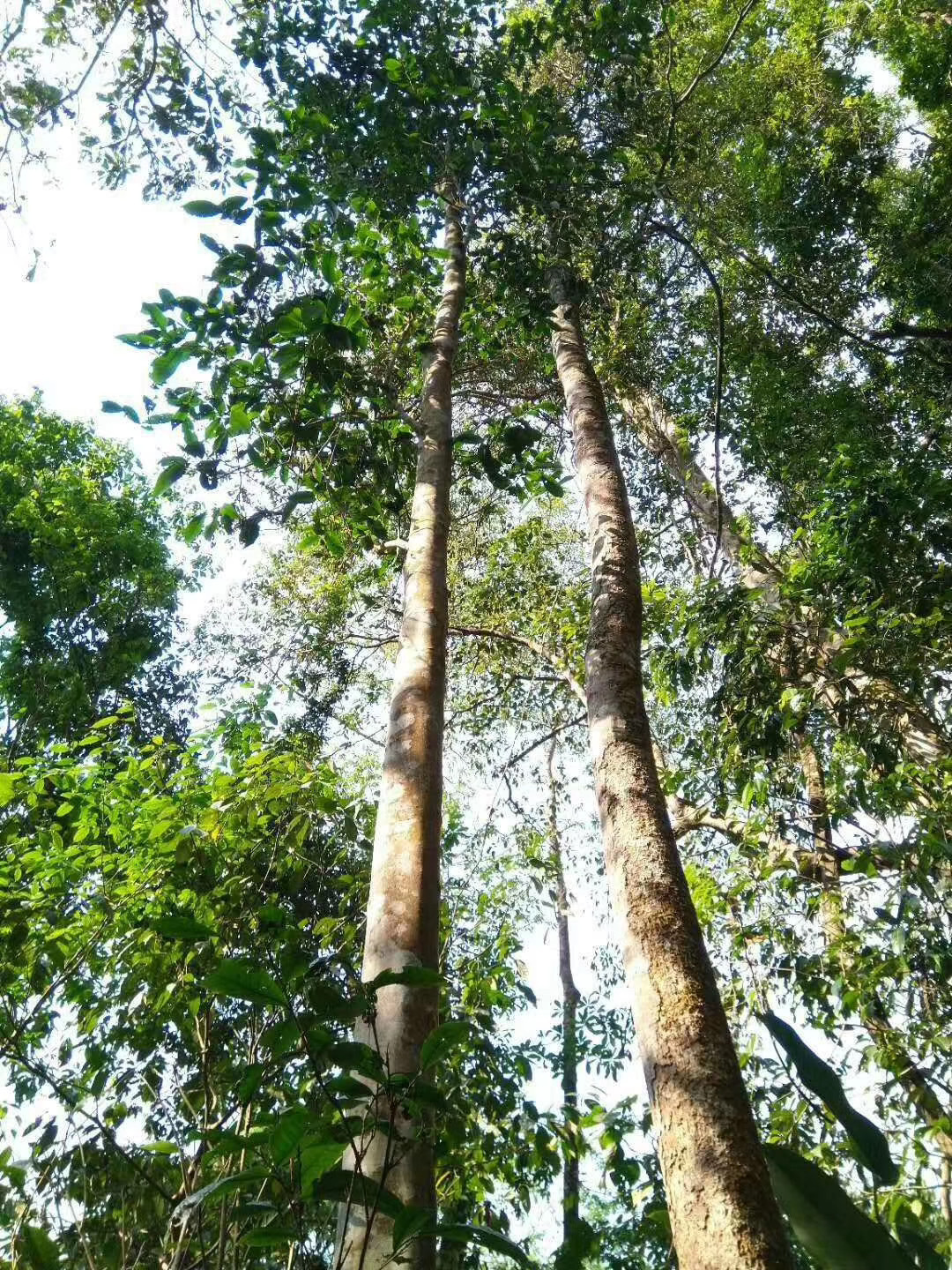 普洱曼撒10年压制金黄透亮蜜香浓郁柔顺耐泡条顿产地批发