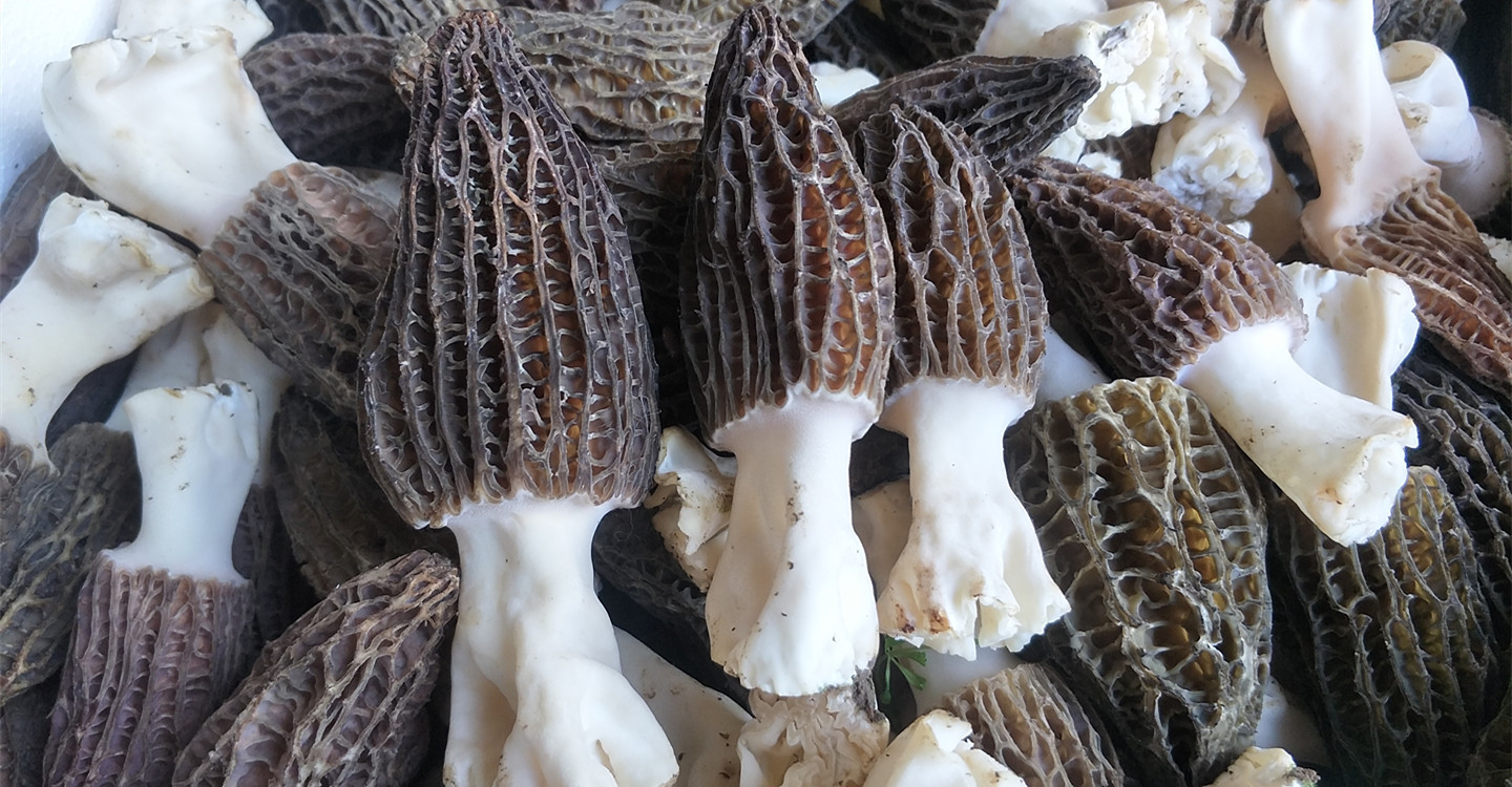 现货新鲜羊肚菌2斤 云南特产农产品羊肚菌人工食用菌-阿里巴巴