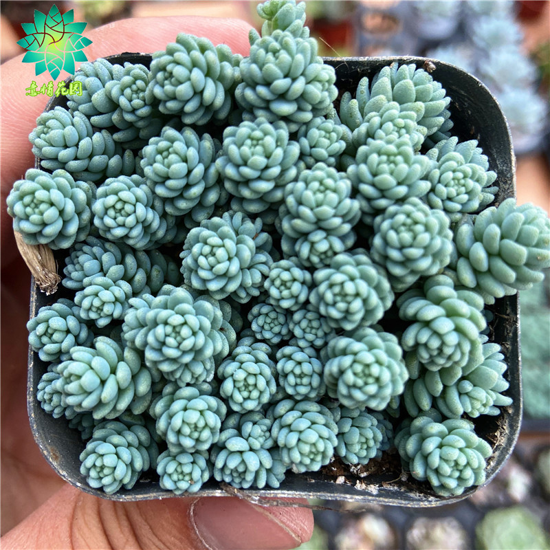 旋叶姬星美人 多肉植物 控养精品 室内花卉 组合盆栽 新手肉肉