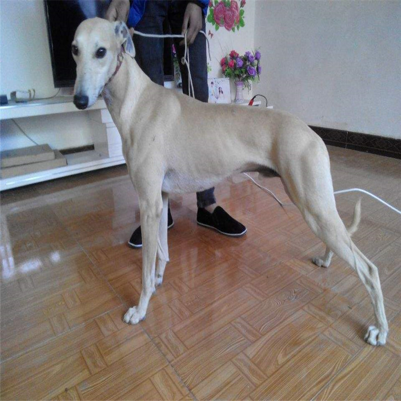 出售精品纯种格力犬活体幼犬惠比格山东细犬猎兔犬疫苗齐全全活狗