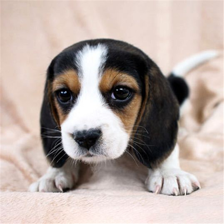 家养比格犬活体宠物犬中型犬大耳朵幼崽米格鲁猎兔犬纯种比格活体