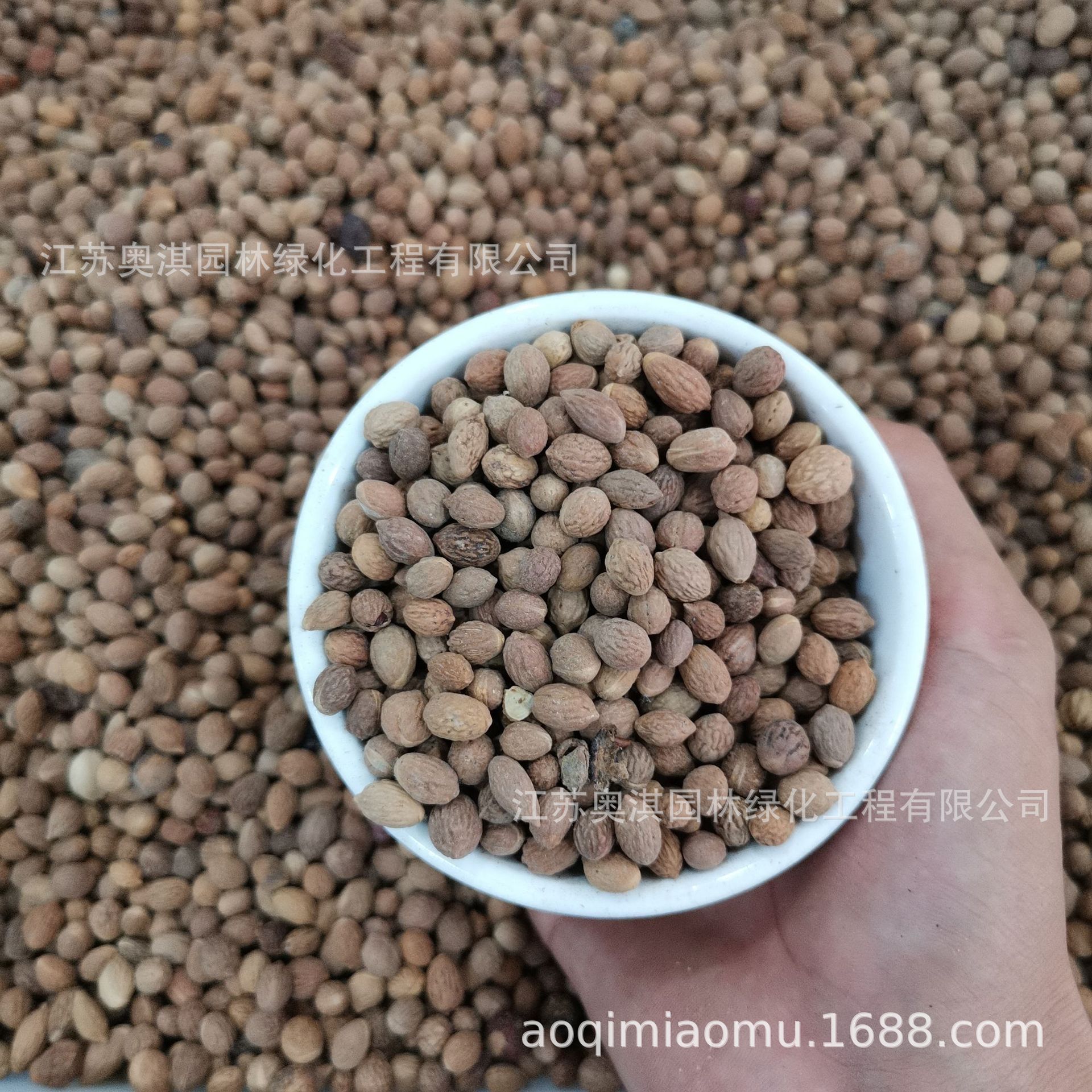 酸枣种子酸枣核野枣种子枣树种子大红枣树种子嫁接砧木货到付款