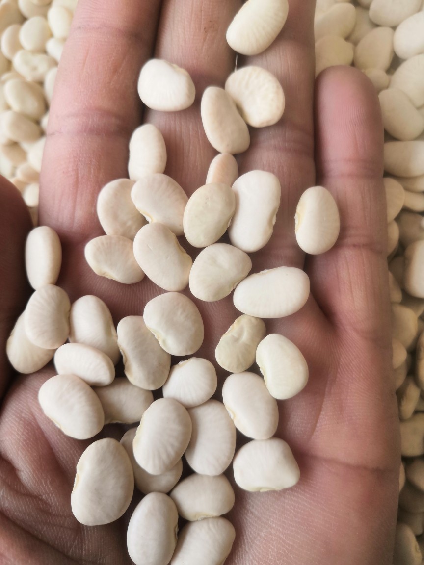 白凤豆白刀豆大白豆新货流沙馅料豆沙馅原料杂粮25kg