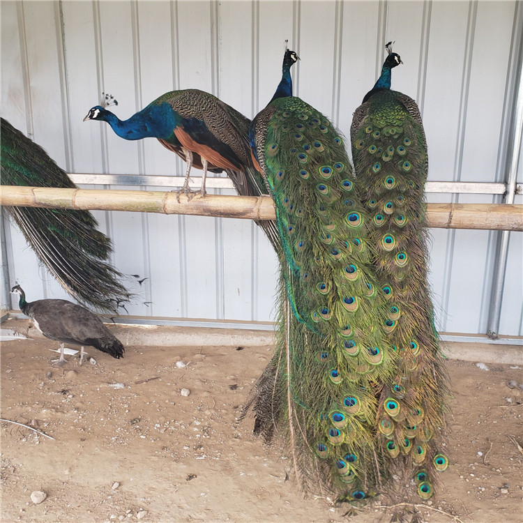 孔雀活体蓝孔雀苗公母一对花孔雀白孔雀观赏鸟孔雀蛋宠物鸟-阿里巴巴