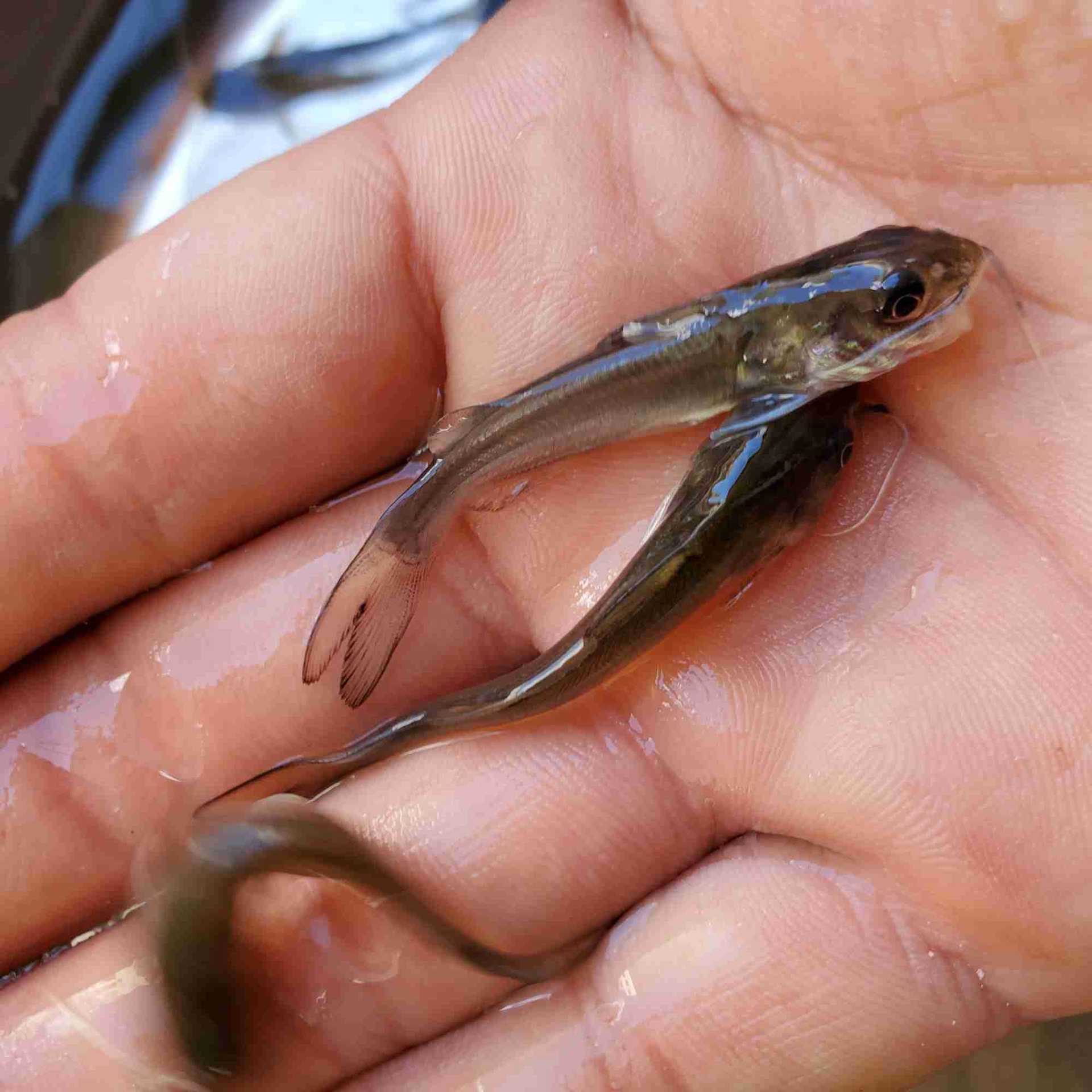 斑点叉尾鮰鱼苗 鮰鱼苗 叉尾鱼苗 叉尾鮰鱼苗