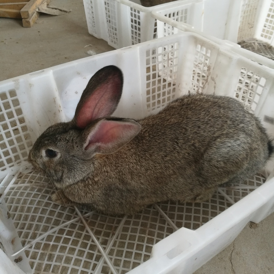 包回收 免费教种兔养殖技术 出售活体兔子 欢迎咨询肉兔苗价格