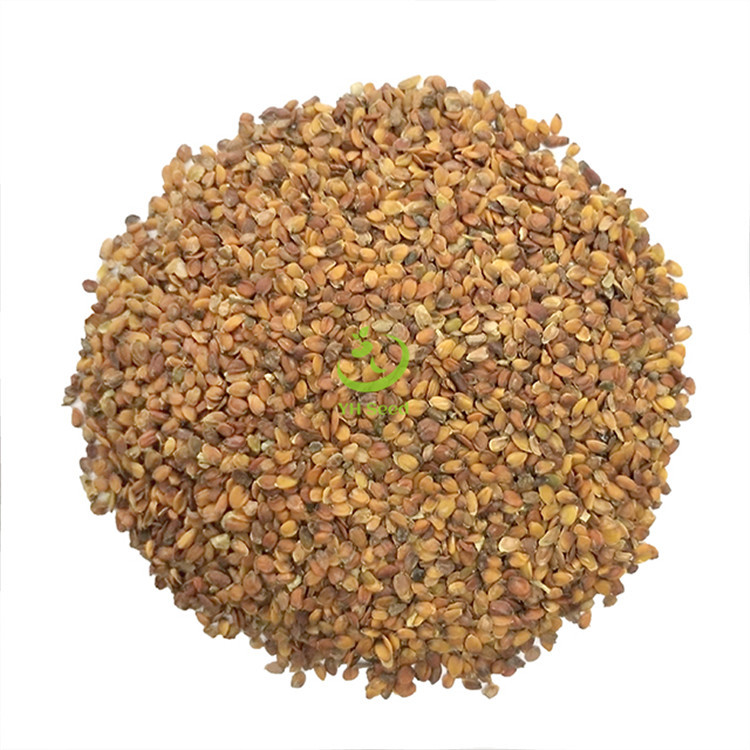 批发零售产地直发桂竹香花籽花海工程