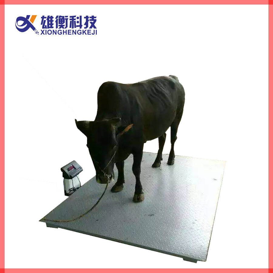 肉牛出笼称重 3吨称牛电子地磅 3000kg精准称重动物电子地磅秤