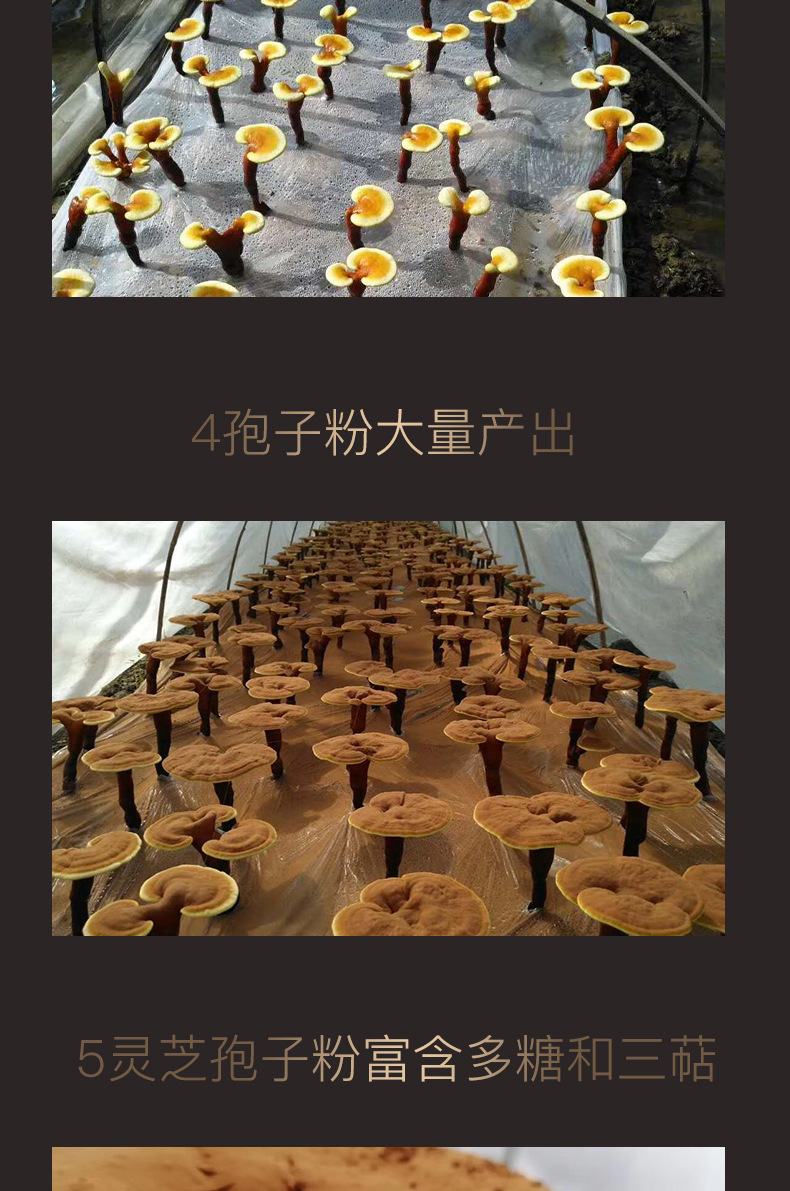 灵芝种子紫灵芝孢子原料粉21年新粉小棒大棒椴木灵芝孢子粉批发