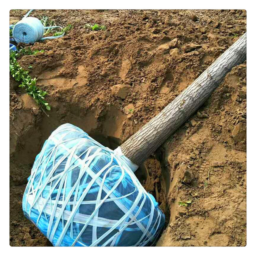 克拉玛依市供园林苗圃绿化树缠土球软质无纺布布绳 米数长耐拉