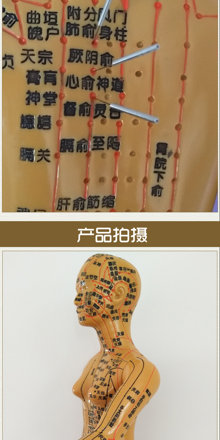 人体针灸模型十二经络 穴位中医全身铜人模特图 可扎针练习小皮人