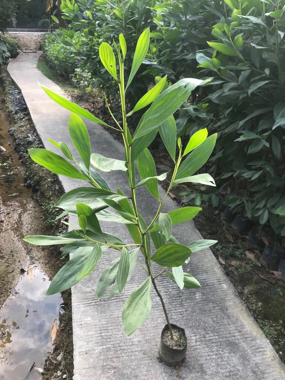 马占相思树苗造林绿化工程苗