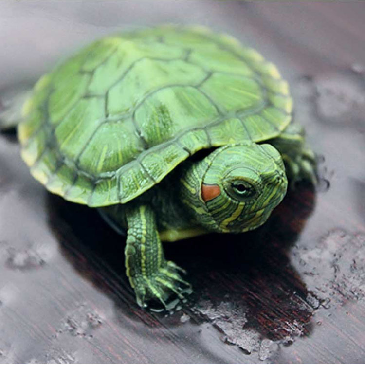 寸金幼龟粮16g 小乌龟饲料 巴西龟龟粮 5cm以下幼龟 上浮型 通用