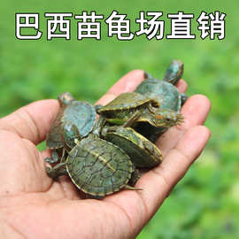 2-4cm巴西龟苗活体 小乌龟外塘养殖批发 水族观赏龟摆摊货源