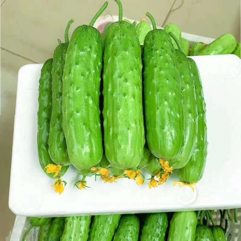 胶东旱黄瓜水果小黄瓜脆嫩爽口3斤5斤装一件代发