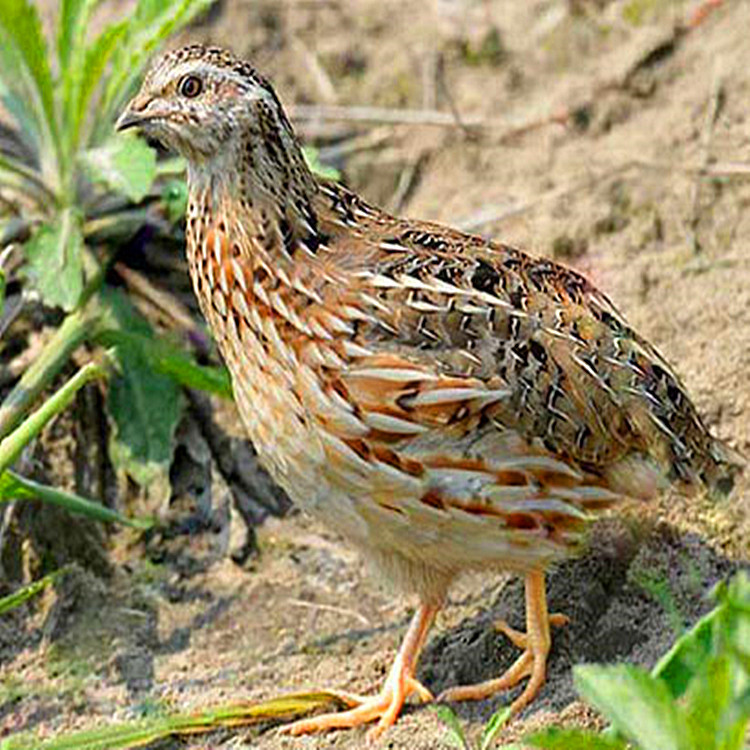 0成交0箱江苏出壳的鹌鹑苗多少钱一只 成年的鹌鹑价格 淘汰的鹌鹑价格