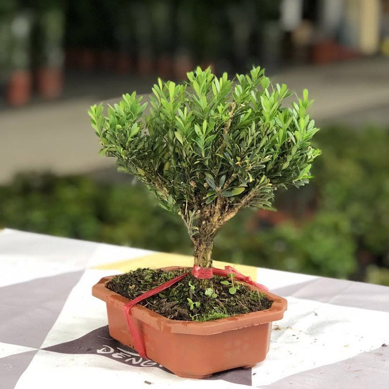 雀舌黄杨盆景 小型盆景 阳台绿植小盆景盆栽 室内外桌面花卉盆栽