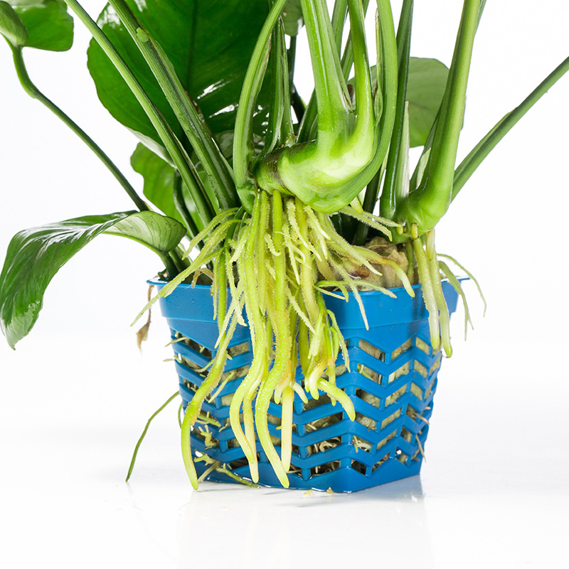 懒人水草新手鱼缸造景草双头中榕植物水榕水草水族箱沉木装饰批发