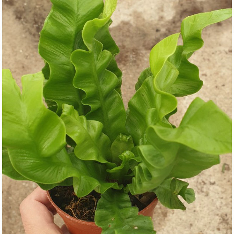 火焰鸟巢蕨 室内造景植物景观小盆栽 热带雨林景观