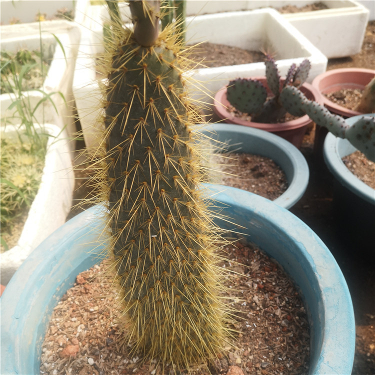 金毛岛掌 金毛团扇 金刺仙人掌 室内外多肉植物盆栽 绿植仙人掌