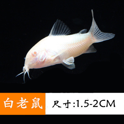 白老鼠鱼 工具鱼 清洁工鱼 小白鼠 热带鱼 观赏鱼 活体观赏鱼