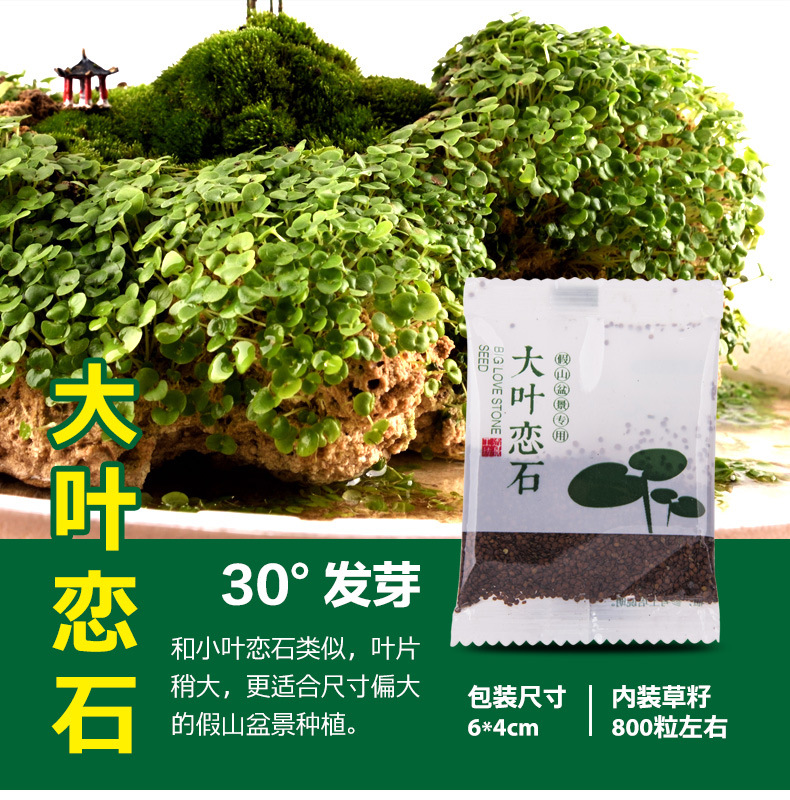 草籽种子吸水石上水石假山盆景造景装饰小叶恋石大叶恋石混装批发