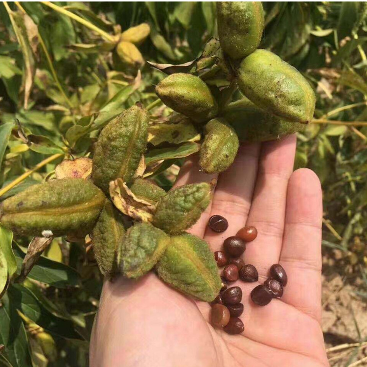 三七种子批发-三七种子批发厂家,品牌,图片,热帖-阿里巴巴