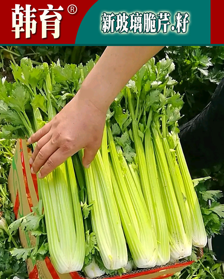 新玻璃脆芹种子 农田菜地丰产易种植四季蔬菜脆嫩芹菜籽原厂包装