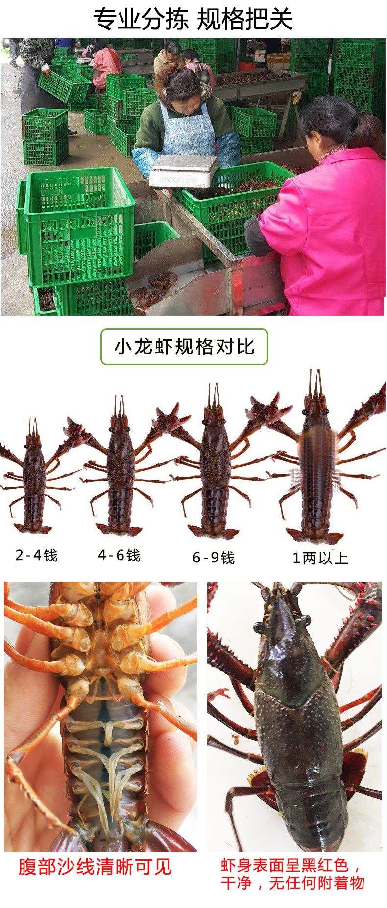 湖北小龙虾 鲜活两虾炮头9钱以上大虾水产批发洪湖淡水活体小龙虾