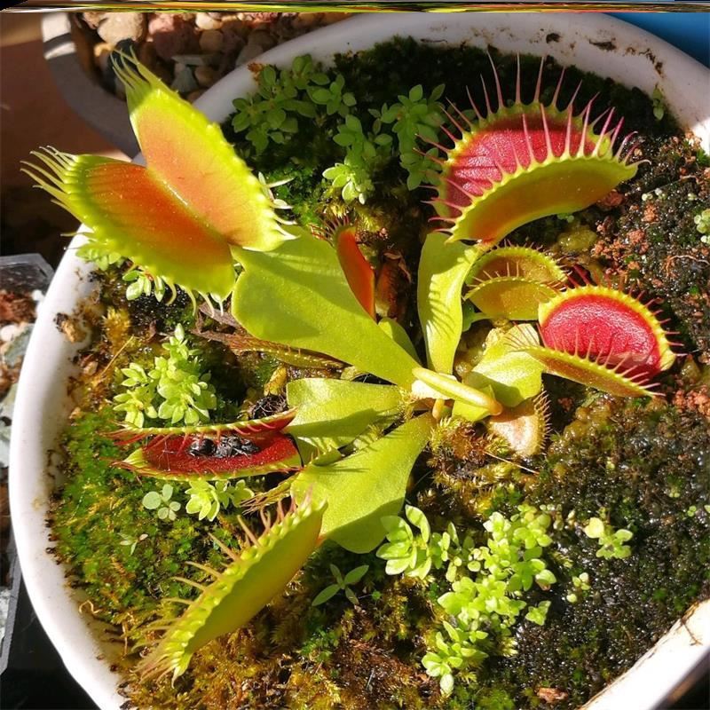 超大捕蝇草苗盆栽特大苗食虫植物食人花绿植b52轰炸机趣味捕虫草