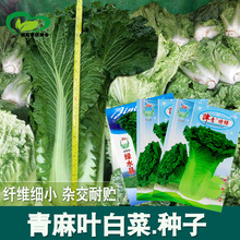 天津青麻叶大白菜 农家绿色青大白菜新鲜蔬菜现拔发货净菜5斤包邮