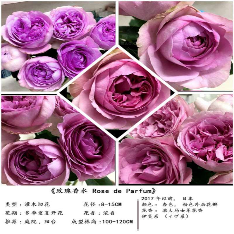 新品伊芙 伊芙系列 玫瑰香水 灌木月季 大花浓香 多季节开