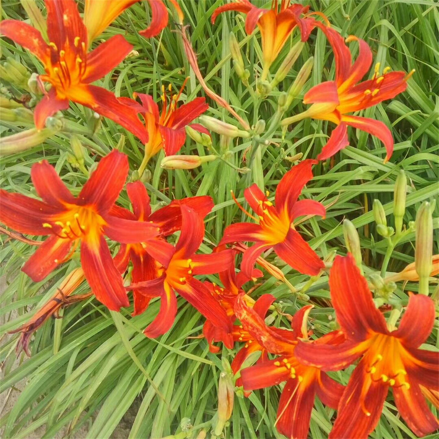 耐寒宿根花卉地被红花萱草花单瓣观花盆栽小区公园可工程绿化花海