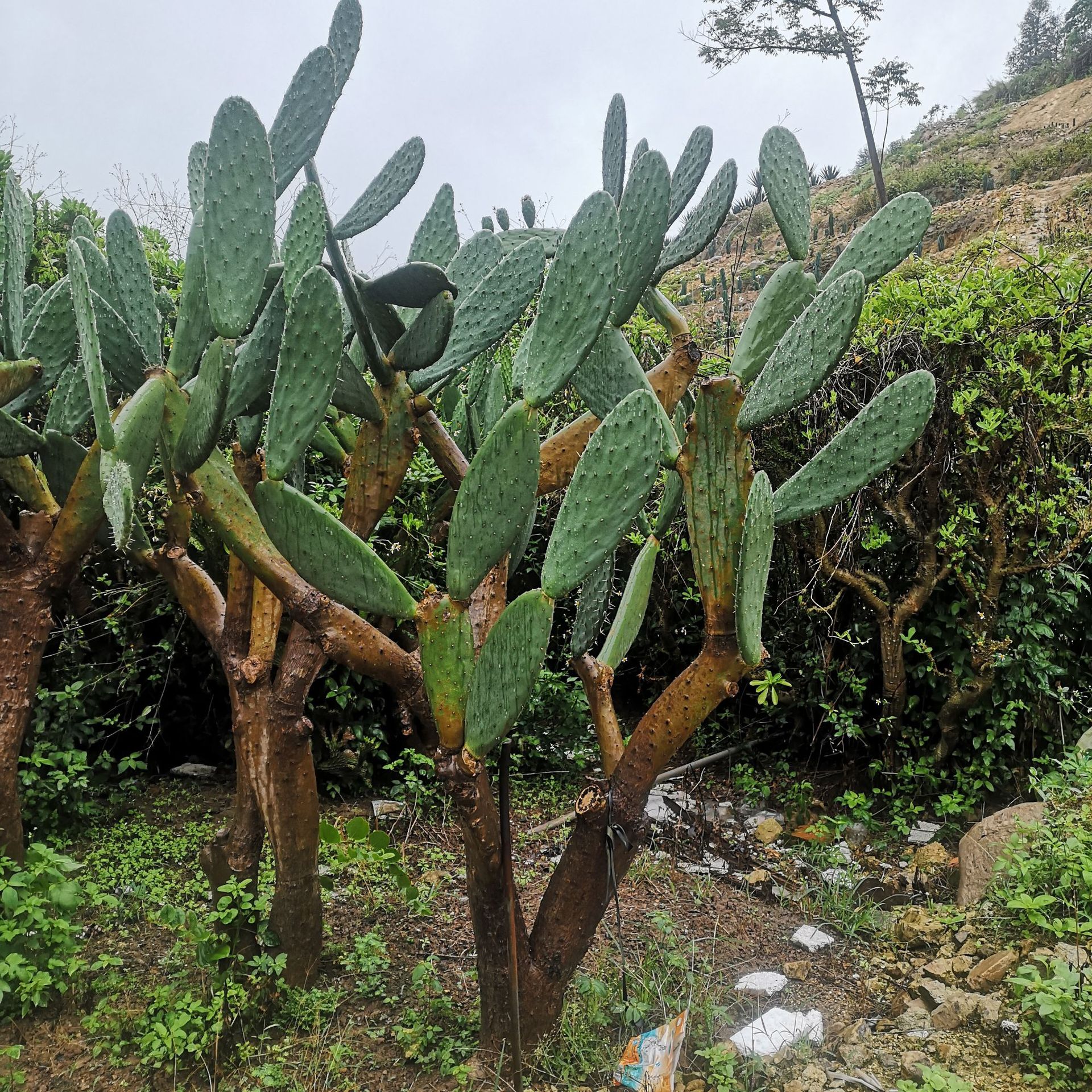 大型梨果仙人掌 多浆植物主景仙人掌 生态园林沙生植物景观盆栽绿