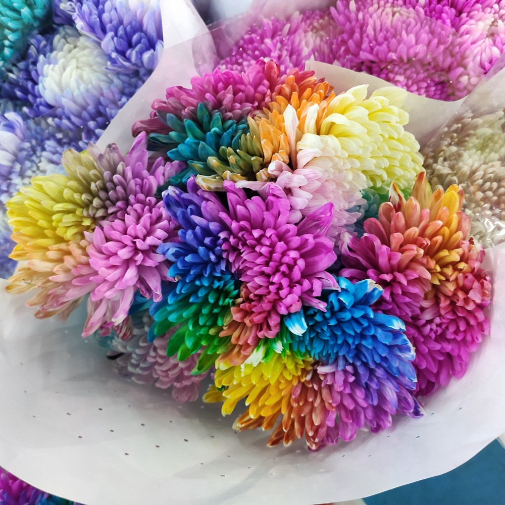 【吸色牡丹菊】云南昆明基地鲜花花店直发批发吸色牡丹菊花