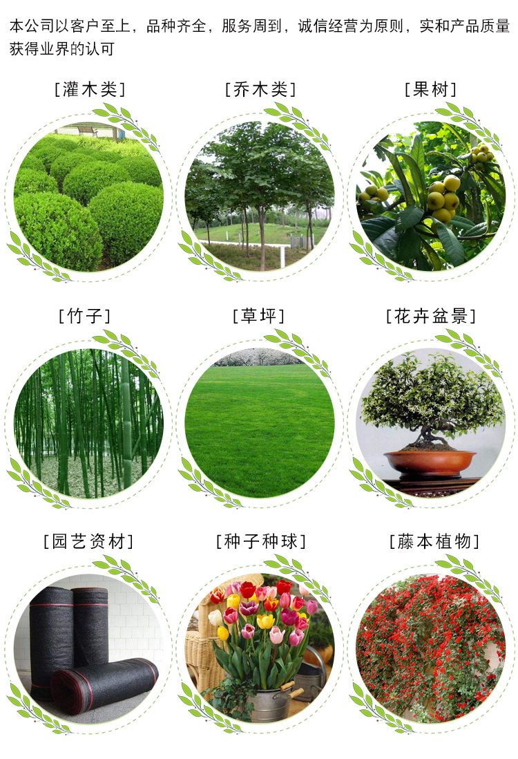 红叶石楠柱基地批发 园林色块灌木工程绿化苗木高杆红叶石楠球