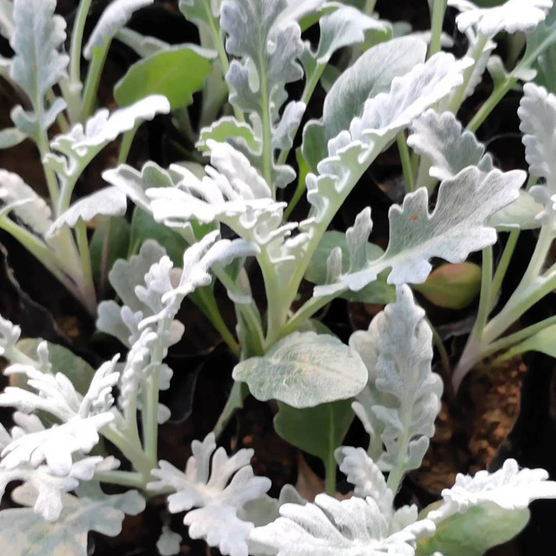 供应地被植物银叶菊 雪叶菊 花卉苗 新鲜银叶菊 基地批发可混批