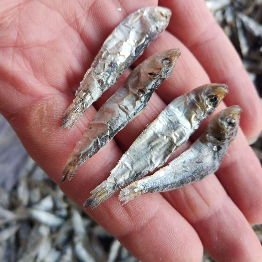 青皮青麟鱼500克柳叶鱼纯无盐淡水鱼宠物猫粮零食鱼干地摊鱼包邮