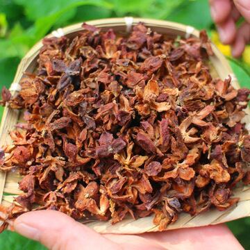 产地供应侧柏壳大柏壳柏子壳可按照要求打粉