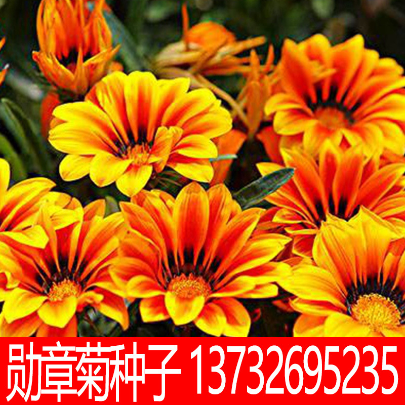 勋章菊种子多年生花种子室内阳台盆栽花草 花卉种子 花籽盆栽蔬果