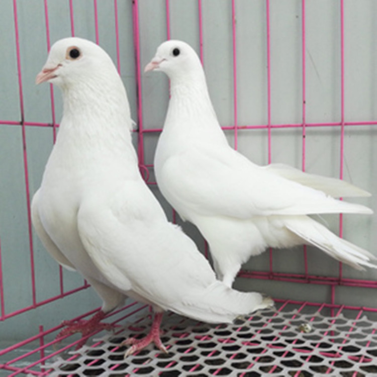 家鸽子种鸽