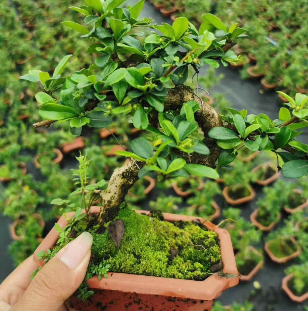 【基地直供】造景盆景室内外花卉植物盆栽绿植15公分造型福建茶