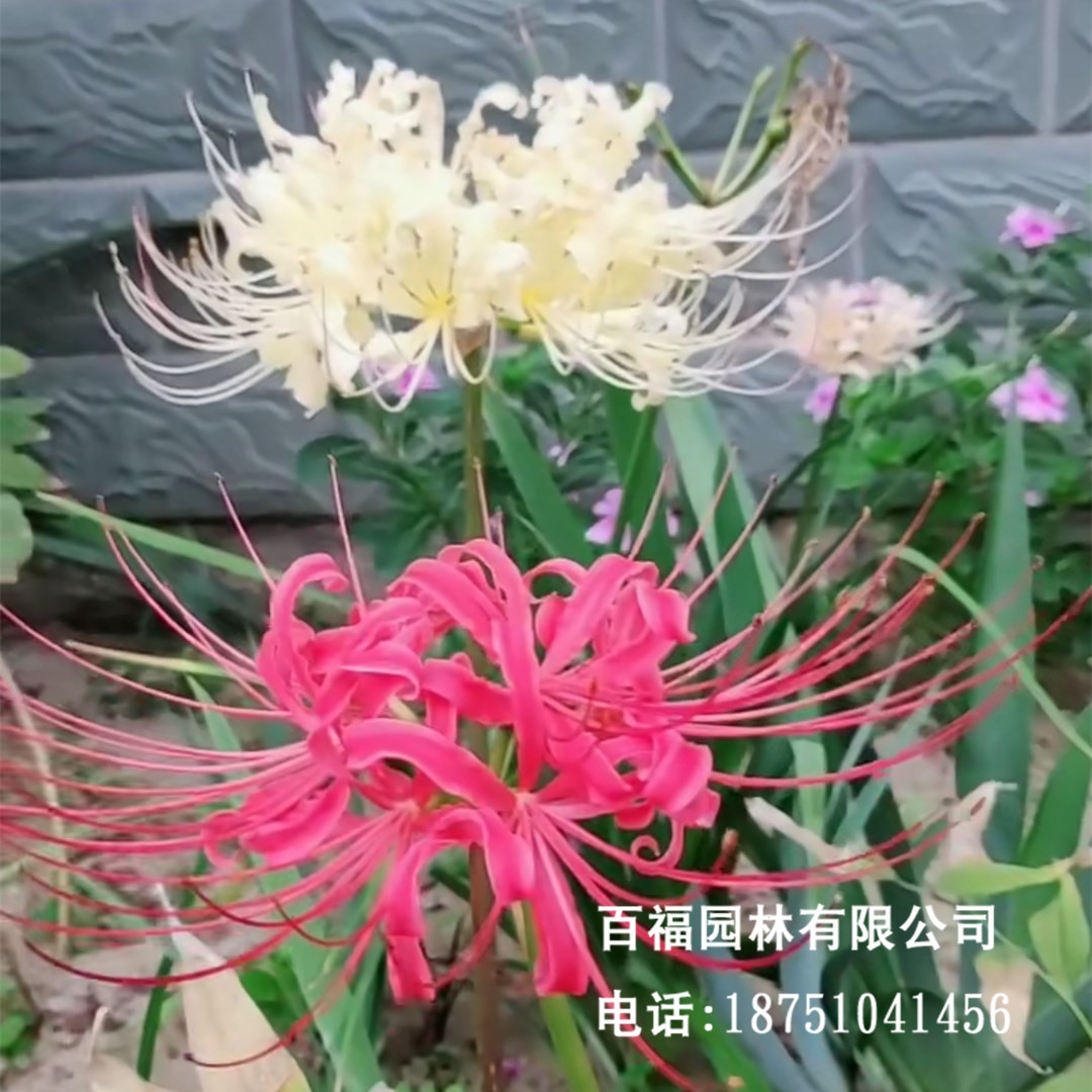 石蒜种球 球根花卉 庭院阳台种植石蒜花 种球盆栽地栽 红色彼岸花