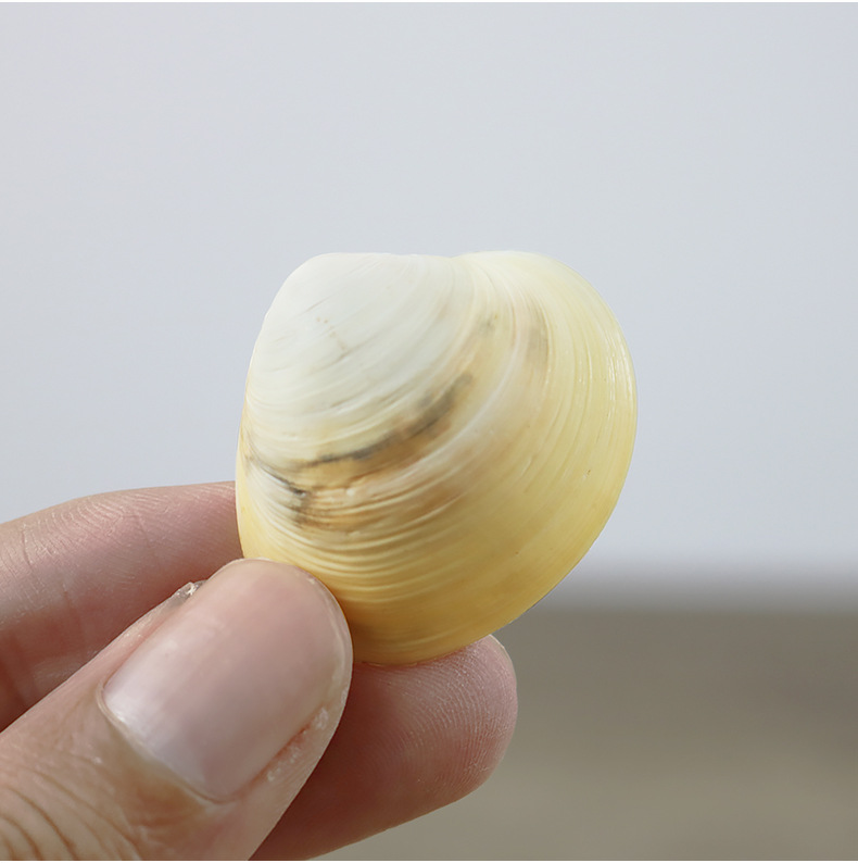 厂家供应天然黄色贝壳海螺工艺贝壳原料鱼缸鸡蛋贝diy漂流瓶一斤