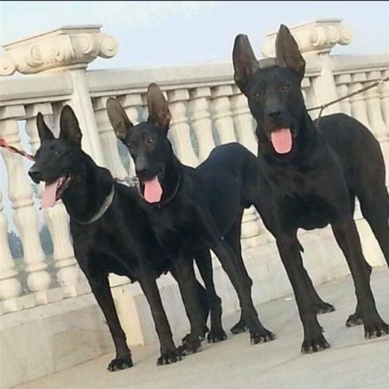 出售纯种黑狼幼犬带证书看家护院大型犬活体包健康全身乌黑黑狼犬