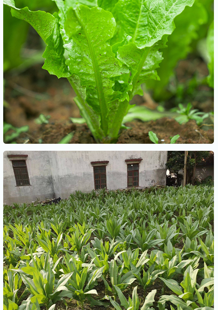油麦菜散装种子 农田菜地盆栽种植 早熟绿油麦菜籽